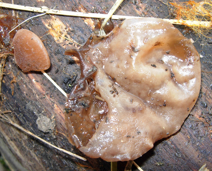 tanti funghi